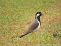 B (72) Red-wattled Lapwing